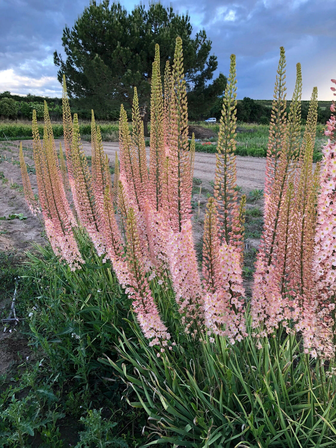 Eremurus Flower Seeds – Heirloom, Non-GMO, High Germination Garden Seeds