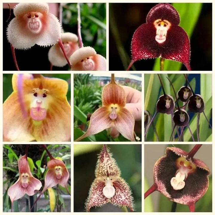 Mix Monkey Face Orchid Flower Seeds – Heirloom, Non-GMO, High Germination Seeds