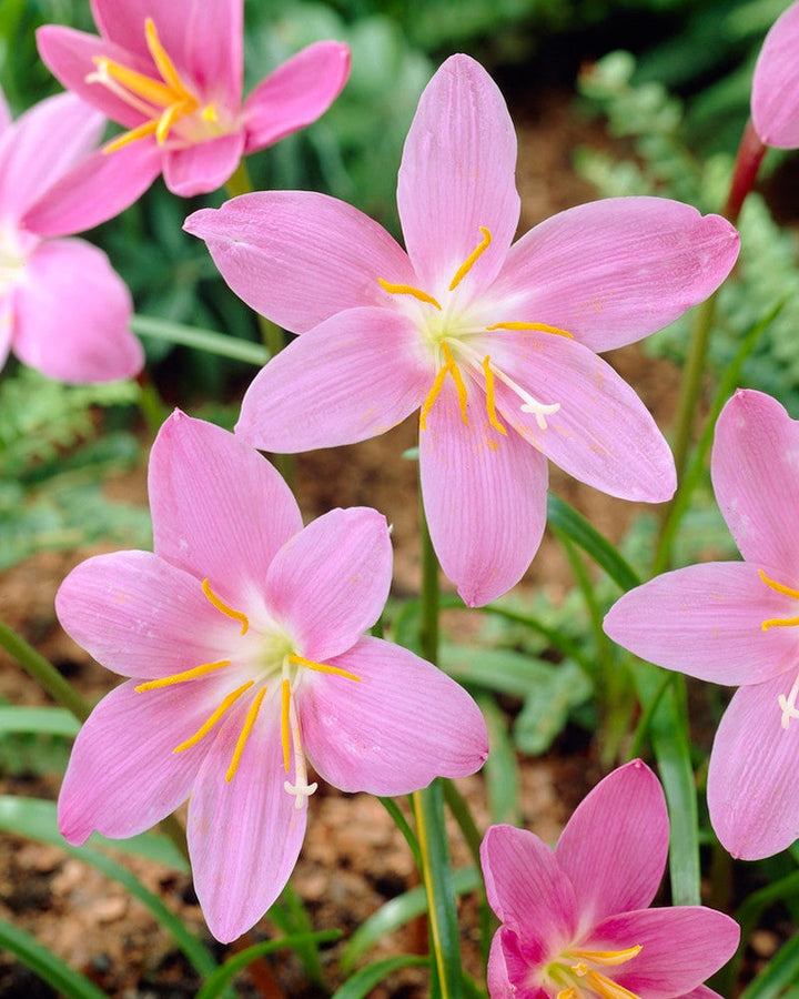 Habranthus Flower Seeds Pink – Heirloom, Non-GMO, High Germination Seeds for Planting
