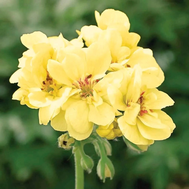 Fresh Yellow Geranium Flower Seeds – Heirloom Non-GMO Organic Garden Seeds