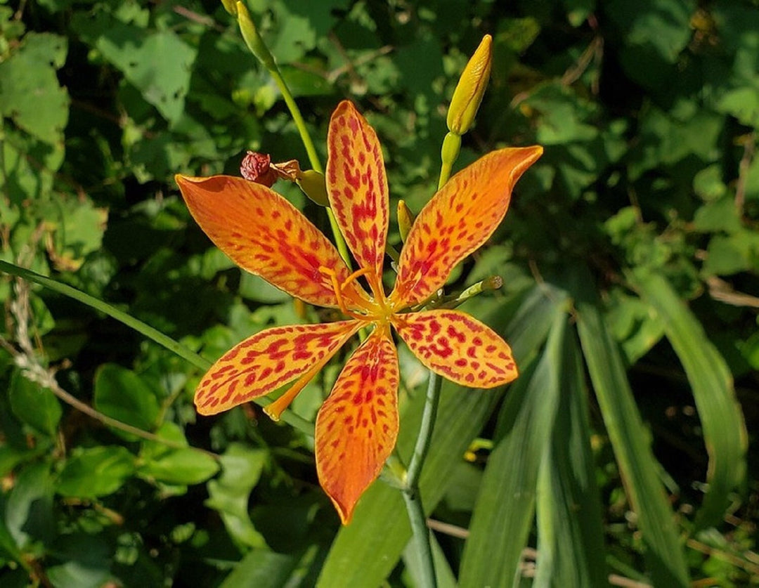 iris iris flower seeds