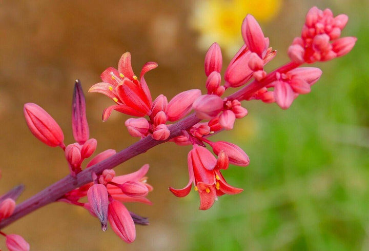 Hesperaloe Parviflora Flower Seeds – Heirloom, Non-GMO, High Germination Seeds