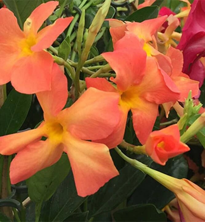 Mandevilla Flower Seeds Orange – Heirloom, Non-GMO, High Germination Seeds