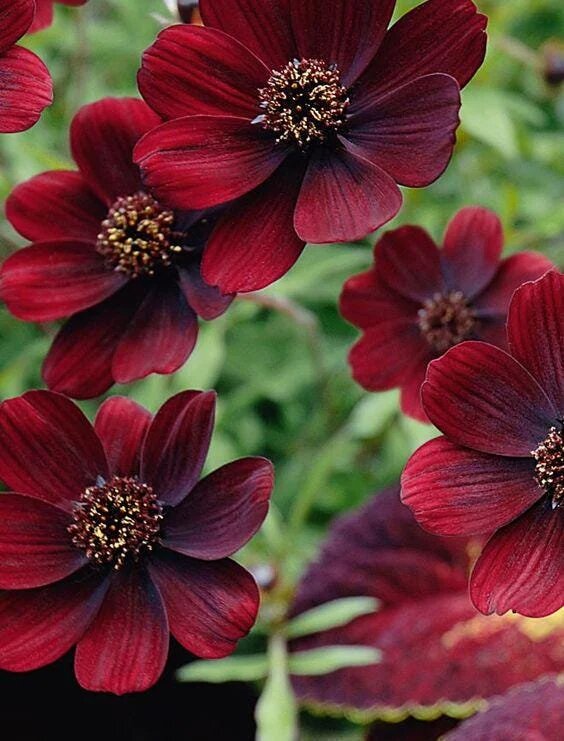 Atrosanguineus Flower Seeds for Planting – Heirloom Non-GMO High Germination Seeds