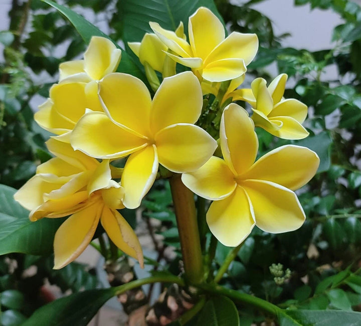 Champa Flower Seeds Yellow – Heirloom, Non-GMO, High Germination Seeds
