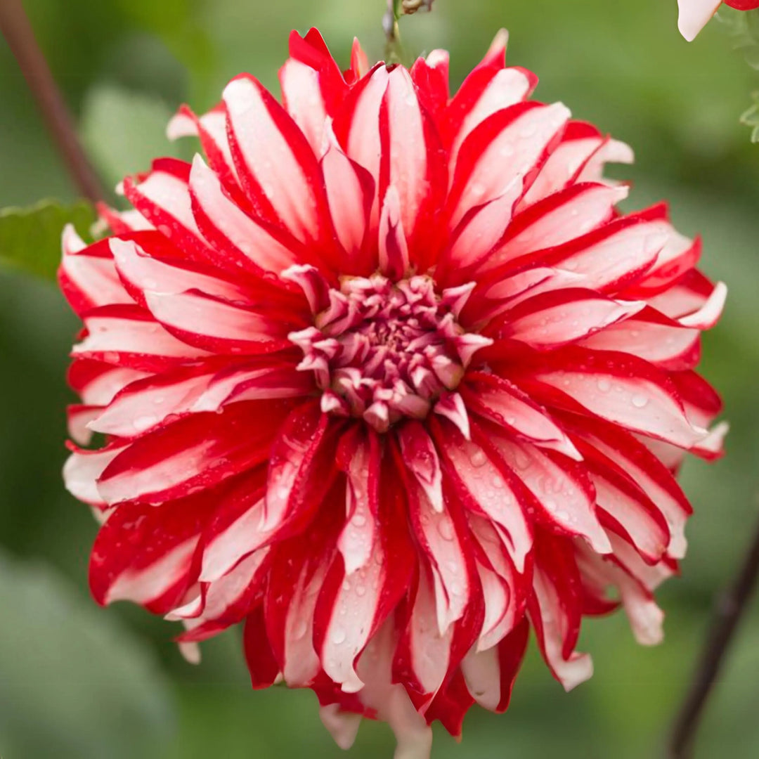 santa claus flower seeds