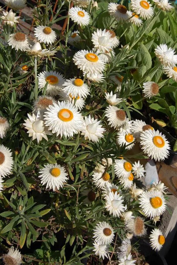 Helichrysum Flower Seeds White Yellow – Heirloom Non-GMO High Germination Seeds
