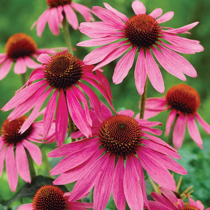 Echinacea Flower Seeds Pink – Heirloom, Non-GMO, High Germination Seeds