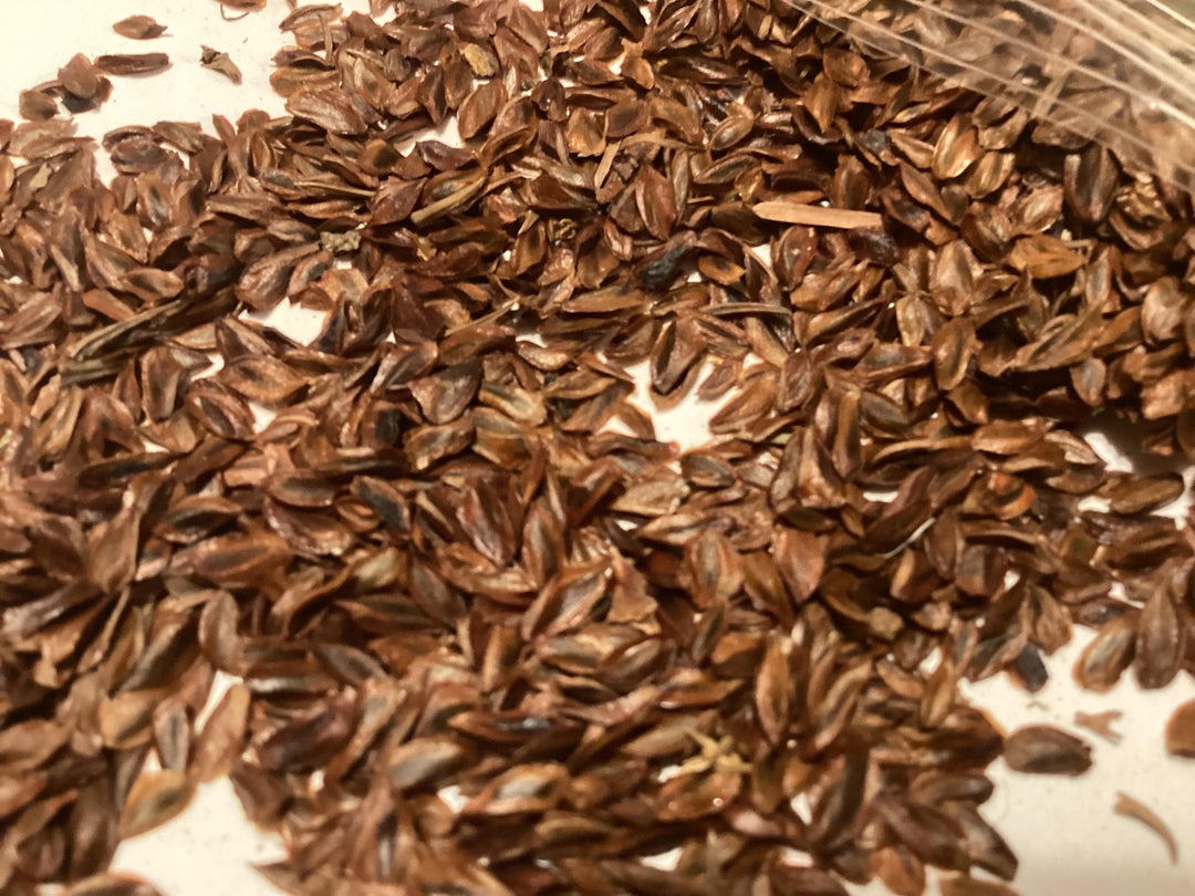 Green Cryptomeria herb seeds