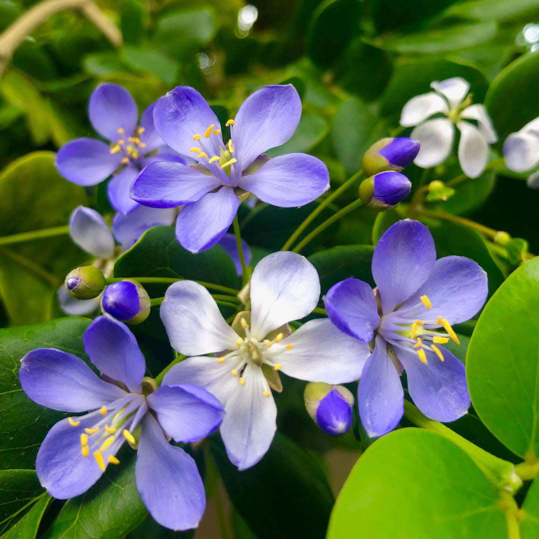 Lignum Vitae Flower Seeds – Heirloom, Non-GMO, High Germination Seeds