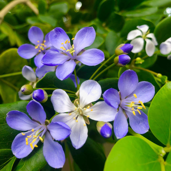 Lignum Vitae Flower Seeds – Heirloom, Non-GMO, High Germination Seeds