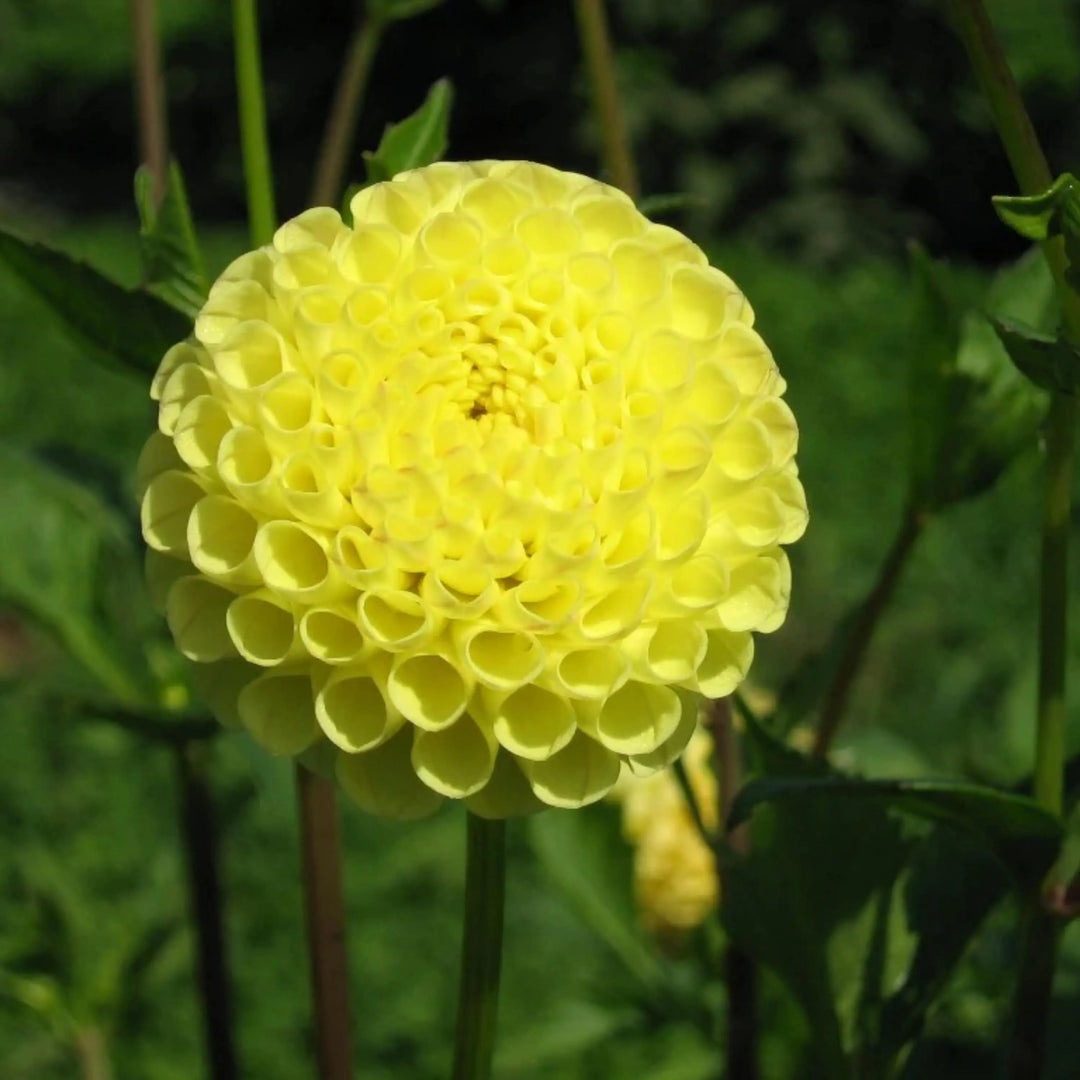 little scottie flower seeds