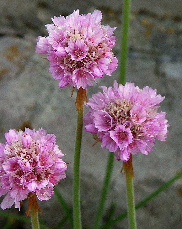 Semillas de flores de armeria rosa claro - Herencia, no transgénicas, alta germinación