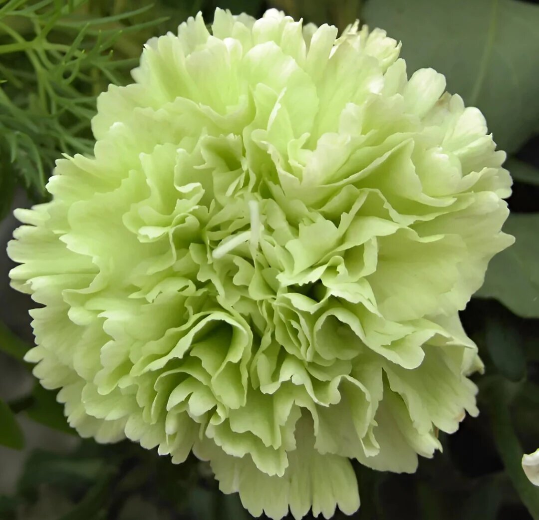 Green Carnation Flower Seeds – Heirloom, Non-GMO, High Germination Seeds