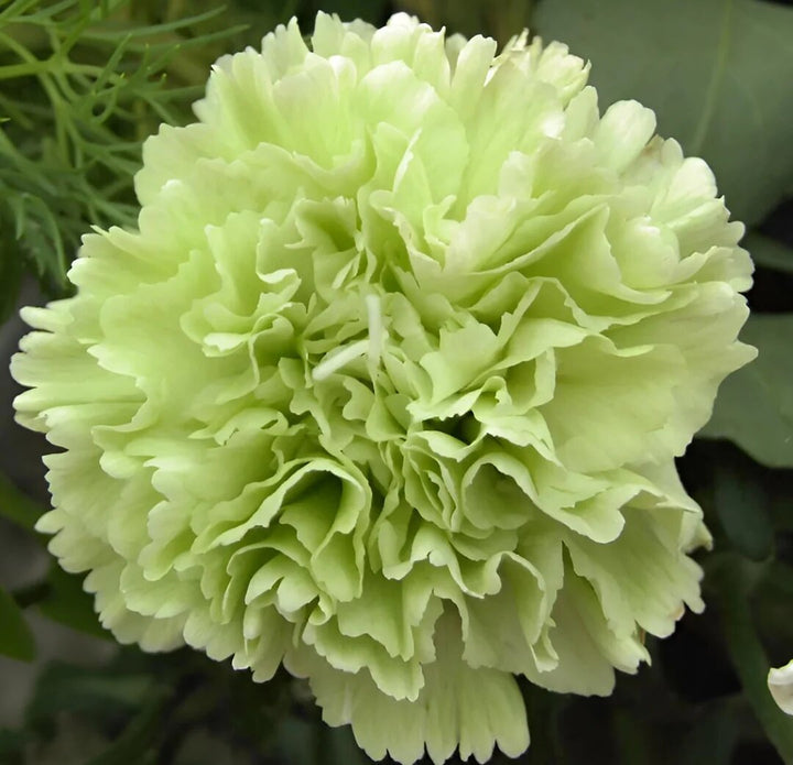 Green Carnation Flower Seeds – Heirloom, Non-GMO, High Germination Seeds