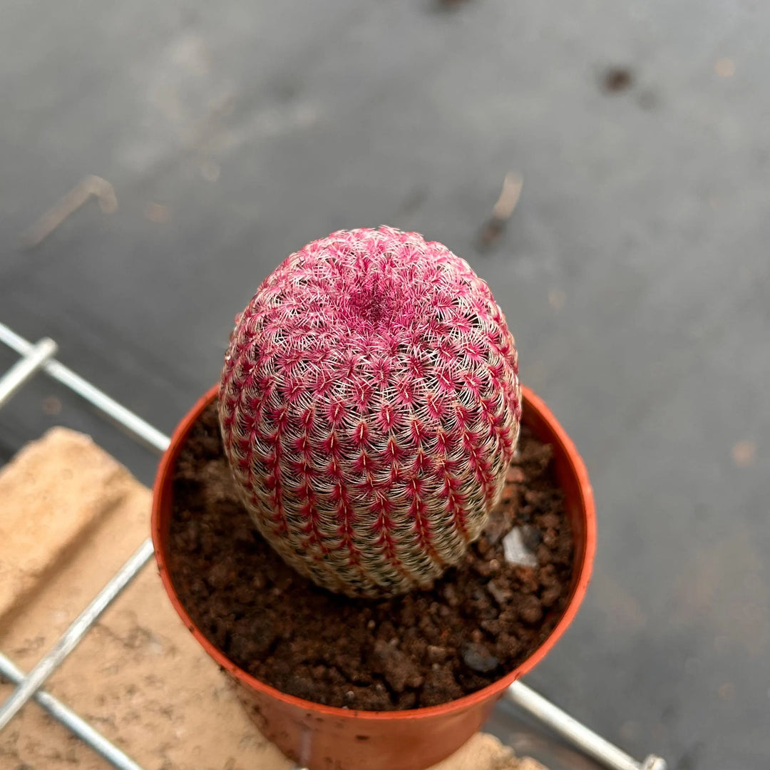 Red Echinocereus herb seeds