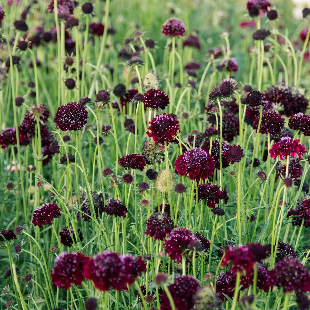 scabiosa night flower seeds
