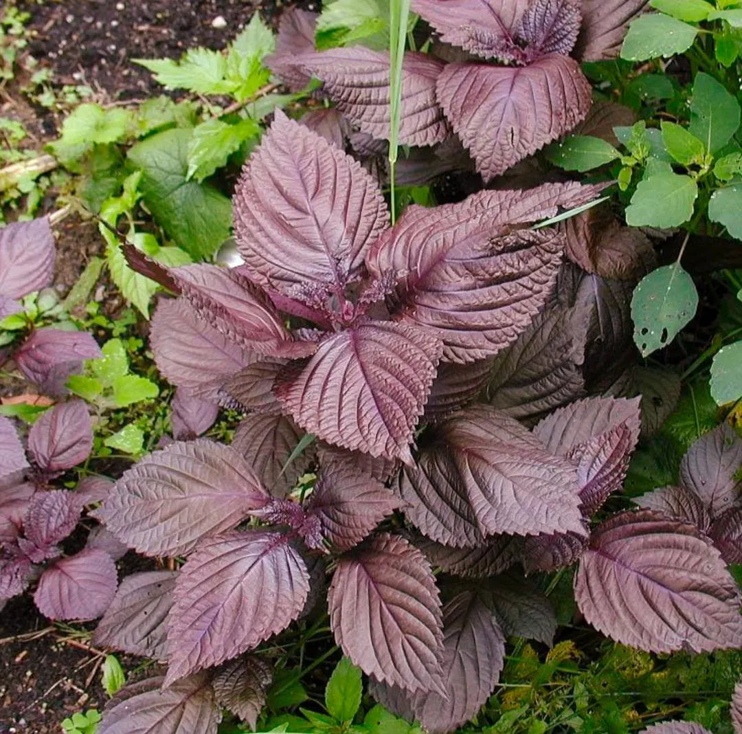 Organic Bicolor herb seeds