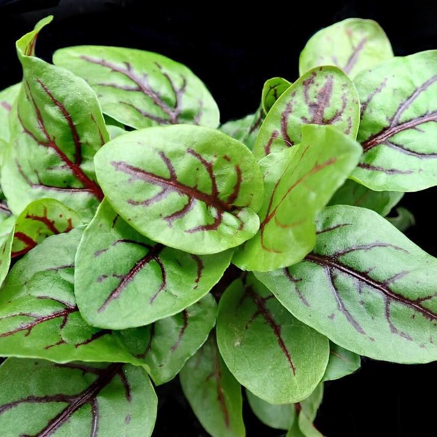 Red Veined herb seeds