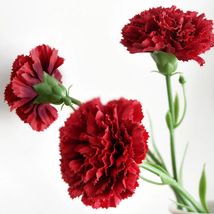 Red Carnation Flower Seeds – Heirloom, Non-GMO, High Germination Organic Seeds