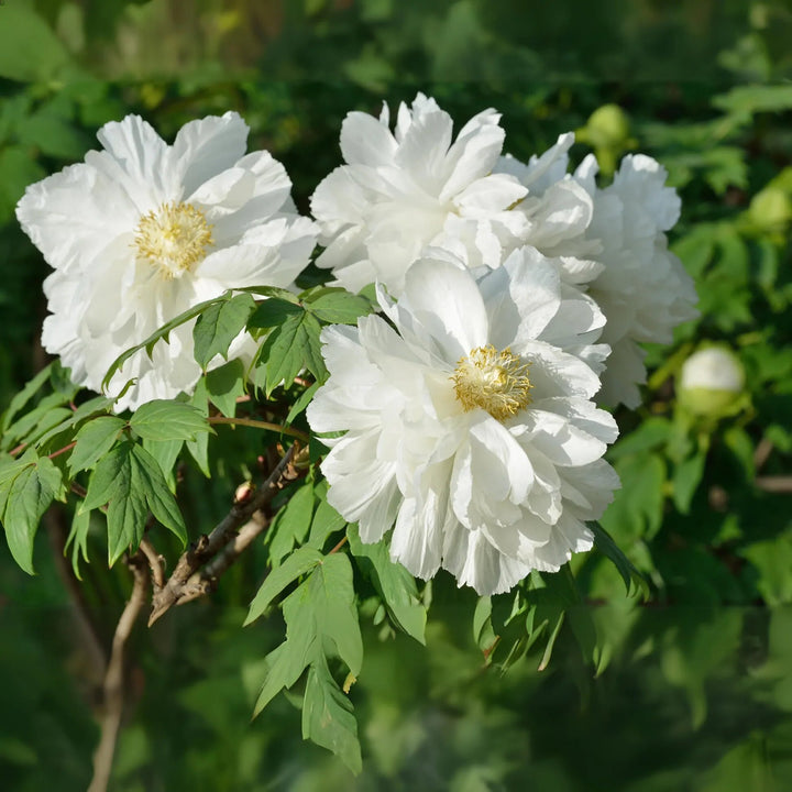 White Paeonia Flower Seeds – Heirloom, Non-GMO, High Germination Seeds