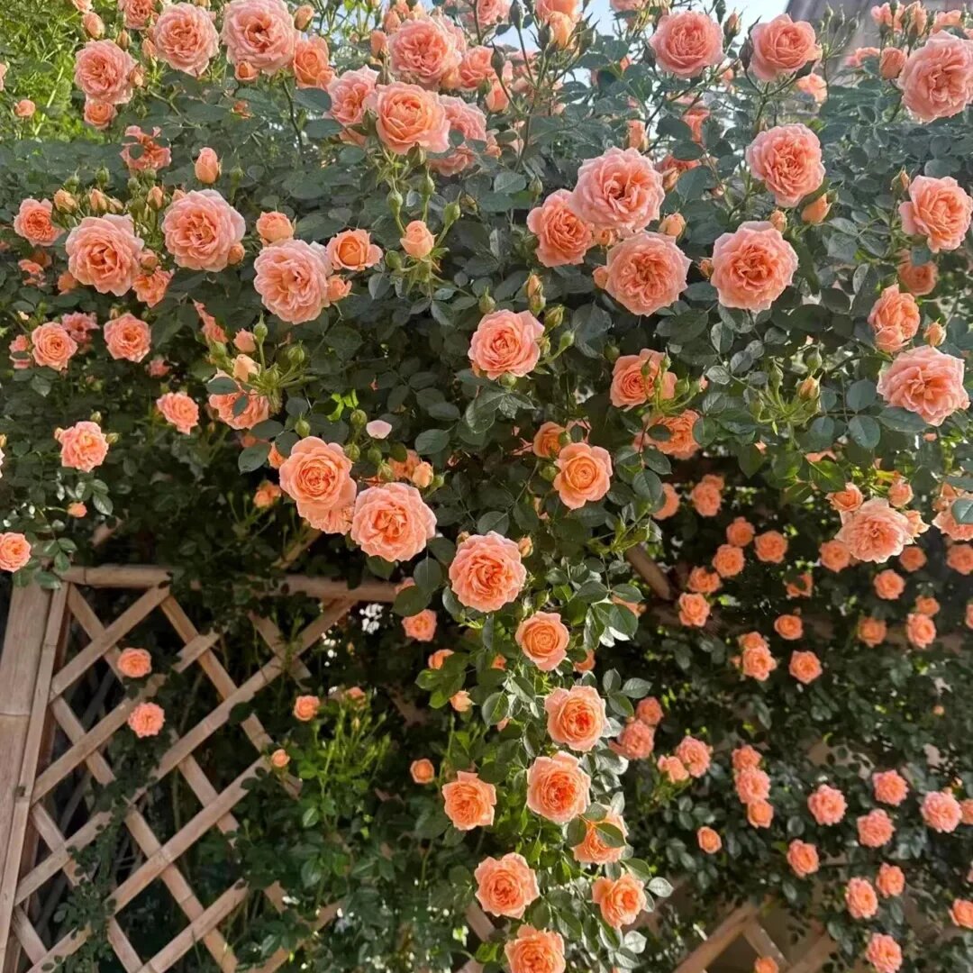 Orangene Rosa Kletterrosen-Samen zum Pflanzen – Alte Sorte Gentechnikfrei Hohe Keimrate Bio-Gartensamen