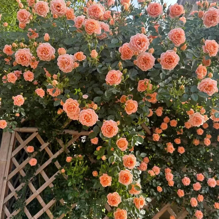 Orangene Rosa Kletterrosen-Samen zum Pflanzen – Alte Sorte Gentechnikfrei Hohe Keimrate Bio-Gartensamen