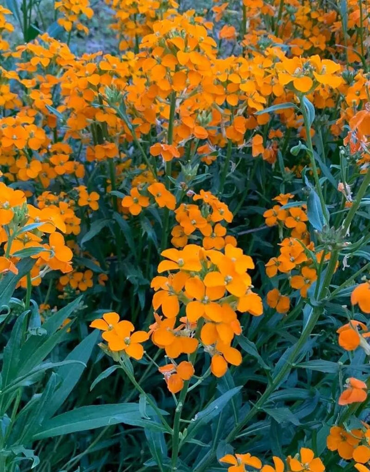 Orange Cheiranthus Allionii Flower Seeds – Heirloom, Non-GMO, High Germination