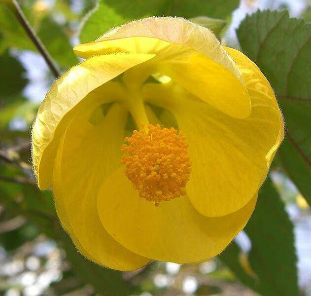 Yellow Abutilon Flower Seeds for Planting – Heirloom Non-GMO High Germination Organic Garden Seeds
