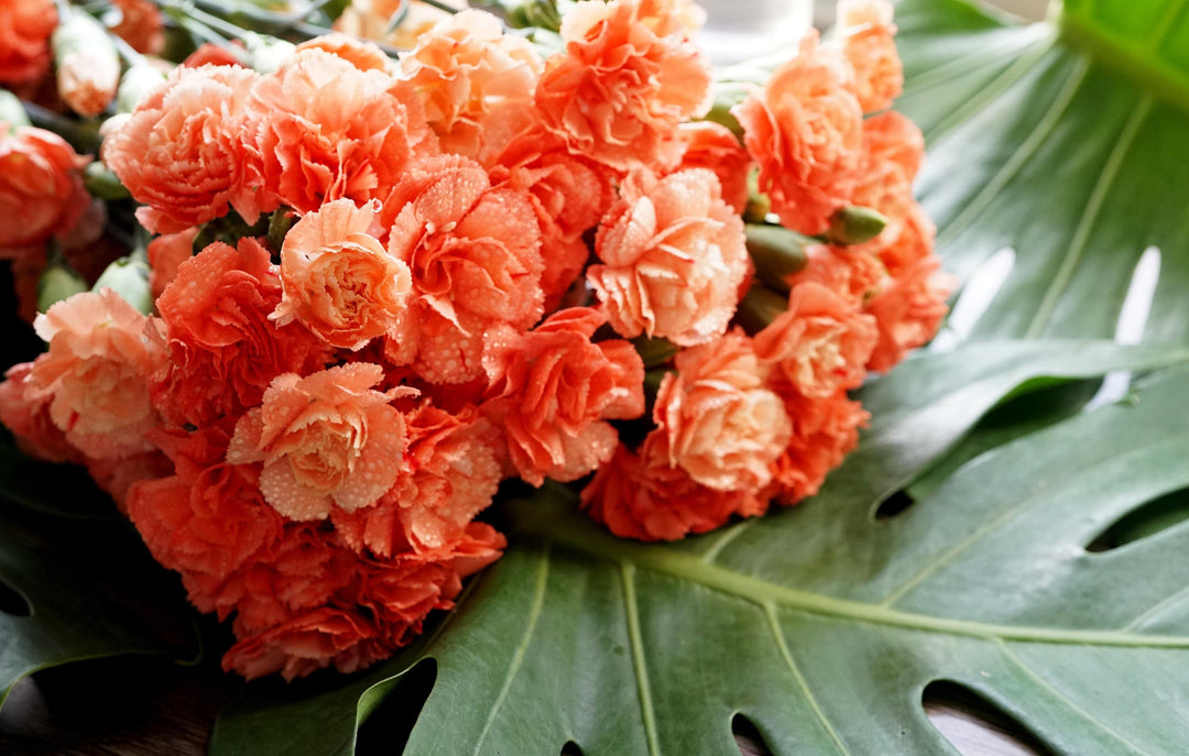 Semillas de Clavel Naranja – Variedad antigua, sin OGM, semillas de jardín orgánicas de alta germinación