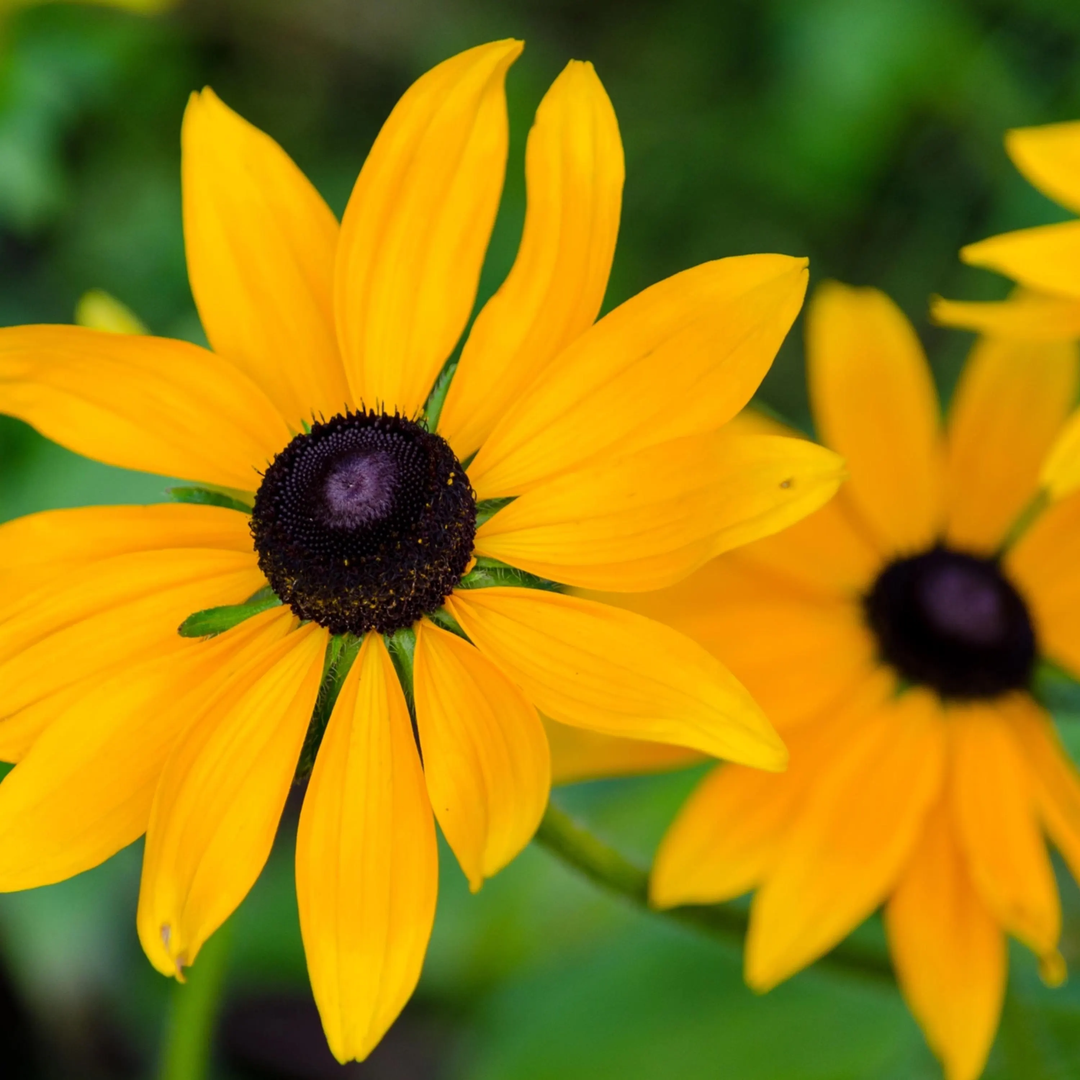 black eyed flower seeds