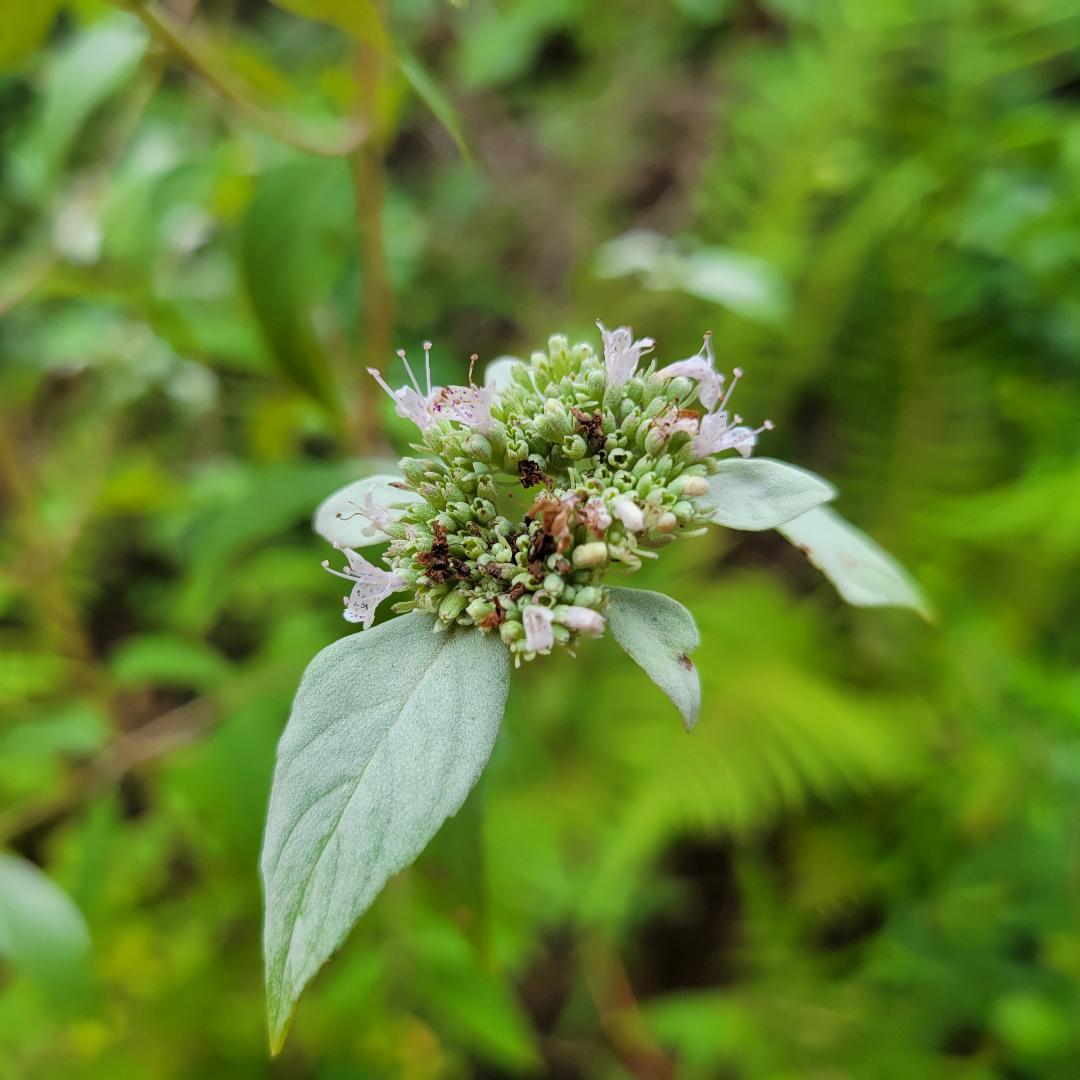 Green Army herb seeds