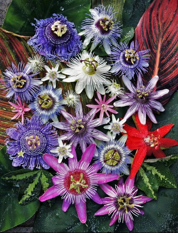 Mixed Passion Perennial Flower Seeds – Heirloom. Non-GMO, High Germination Seeds