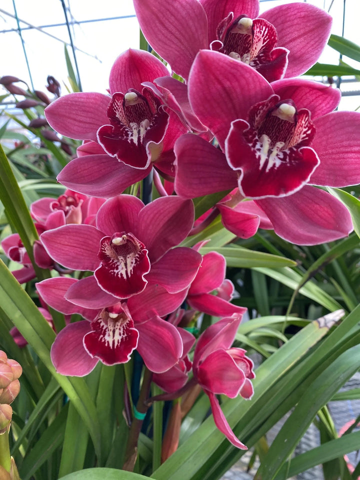 Pink Red Orchid Flower Seeds – Heirloom, Non-GMO, High Germination Seeds
