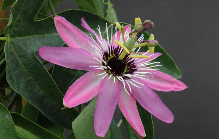 Semillas de Flor de la Pasión Ps Rosadas – Variedad Antigua, No OGM, Semillas Orgánicas de Alta Germinación para Siembra en Jardín