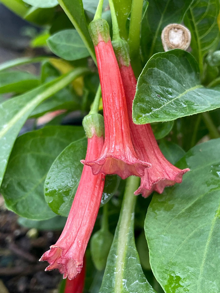 Lochroma Flower Seeds – Heirloom, Non-GMO, High Germination Seeds