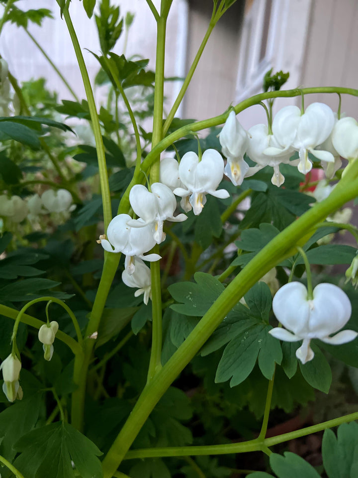 White Dicentra Spectabilis Flower Seeds – Heirloom Non-GMO High Germination