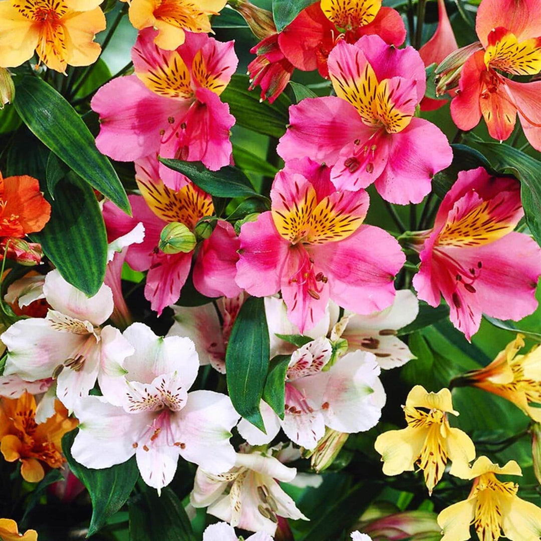 Mixed Alstroemeria Flower Seeds – Heirloom, Non-GMO, High Germination Seeds