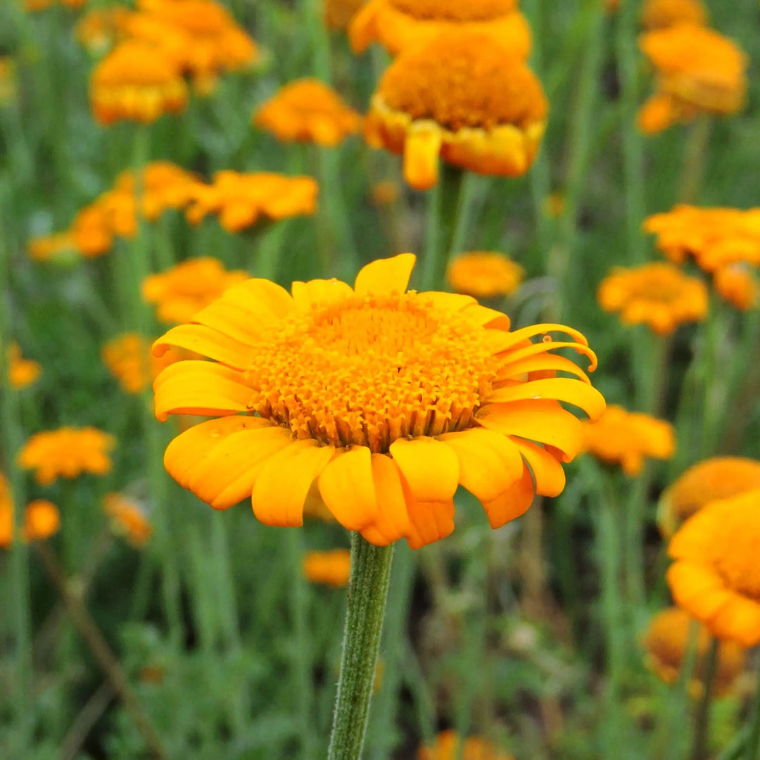 Chamomile Flower Seeds Orange – Heirloom Non-GMO High Germination Seeds for Planting