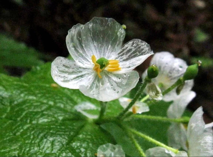 Diphylleia Grayi Flowers Seeds – Heirloom Non-GMO High Germination Seeds