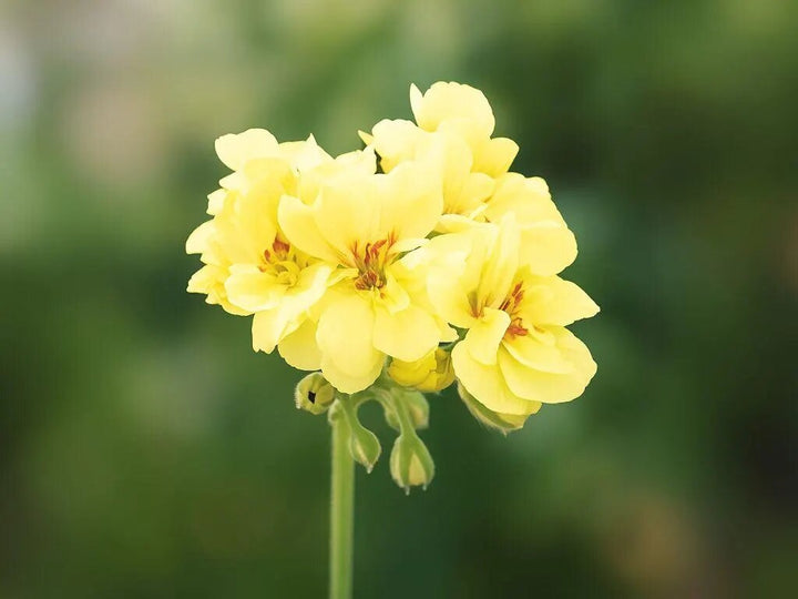 Yellow Geranium Flower Seeds for Planting Heirloom Non-GMO High Germination