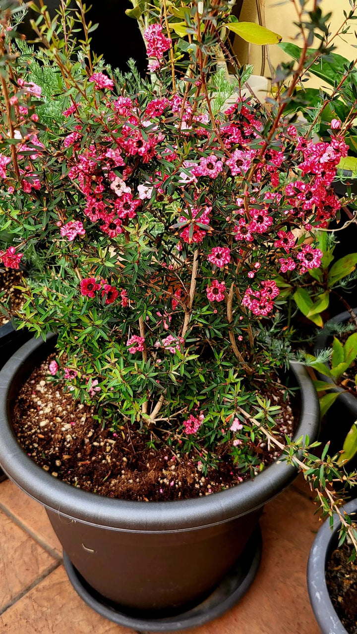 Pink Leptospermum Flower Seeds – Seeds for Planting, Heirloom, Non-GMO, High Germination Organic Garden Seeds