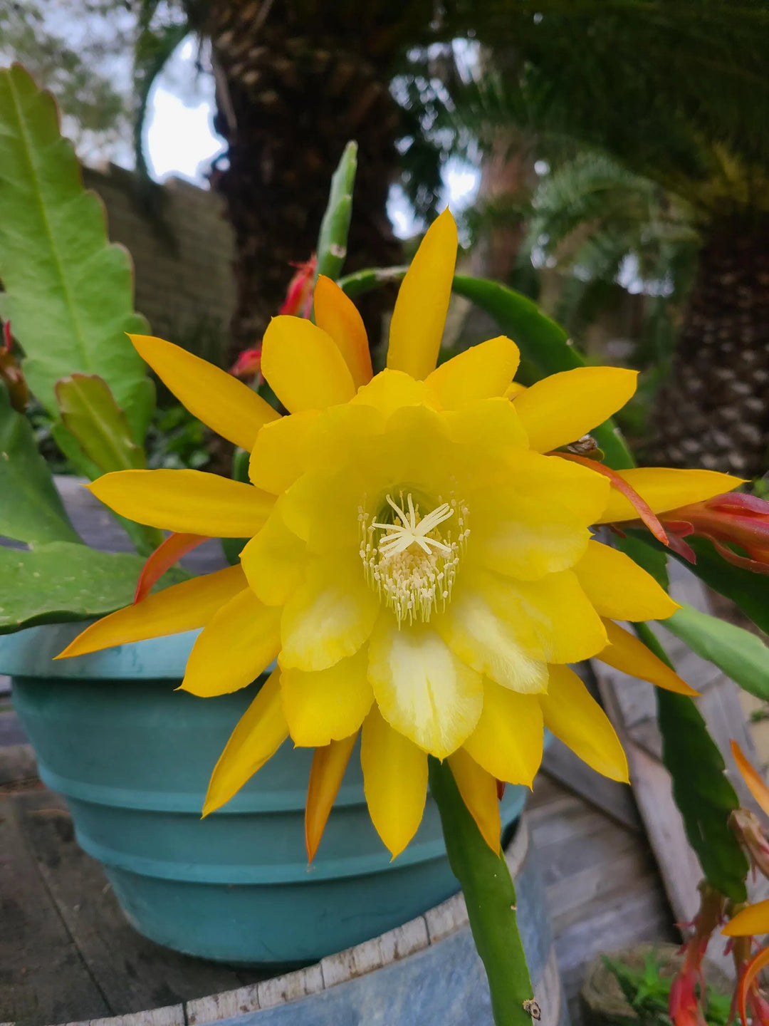 Epiphyllum Flower Seeds Yellow – Heirloom Non-GMO High Germination Seeds