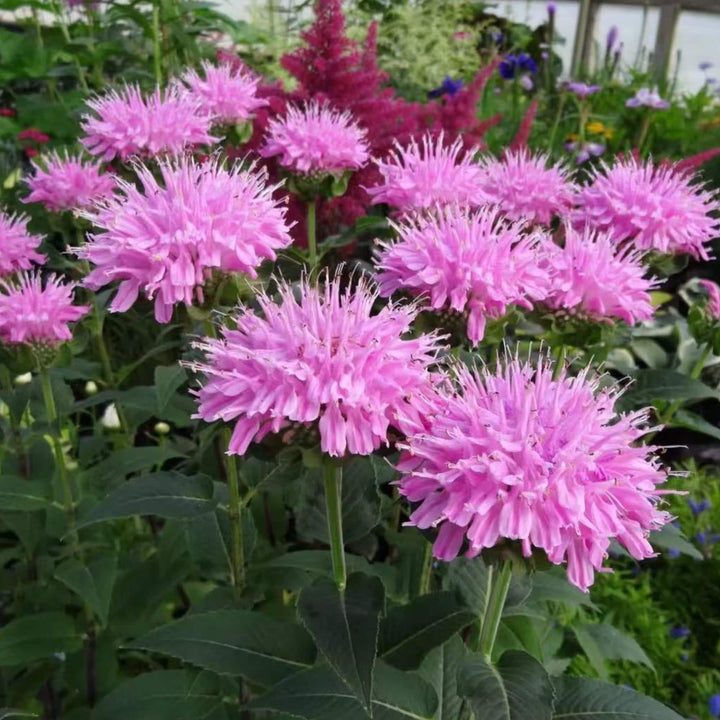 Giant Monarda Flower Seeds Pink – Heirloom, Non-GMO, High Germination Seeds