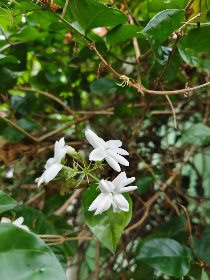 White Jasmine Perennial Flower Seeds – Heirloom Non-GMO High Germination