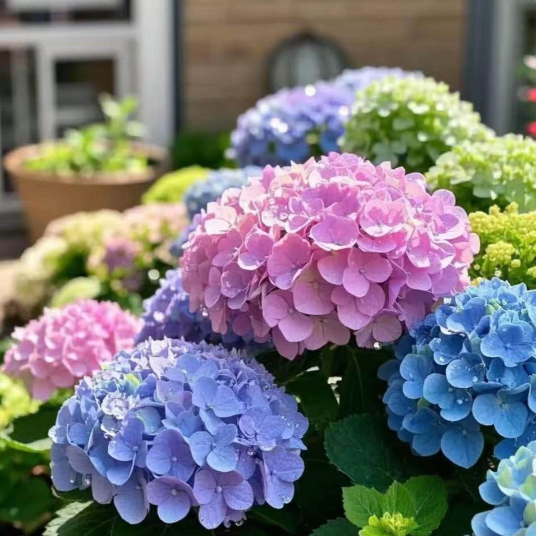 bicolor sonata flower seeds