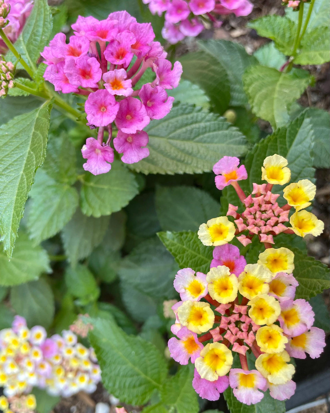 Pink Lantana Flower Seeds – Heirloom, Non-GMO, High Germination Seeds
