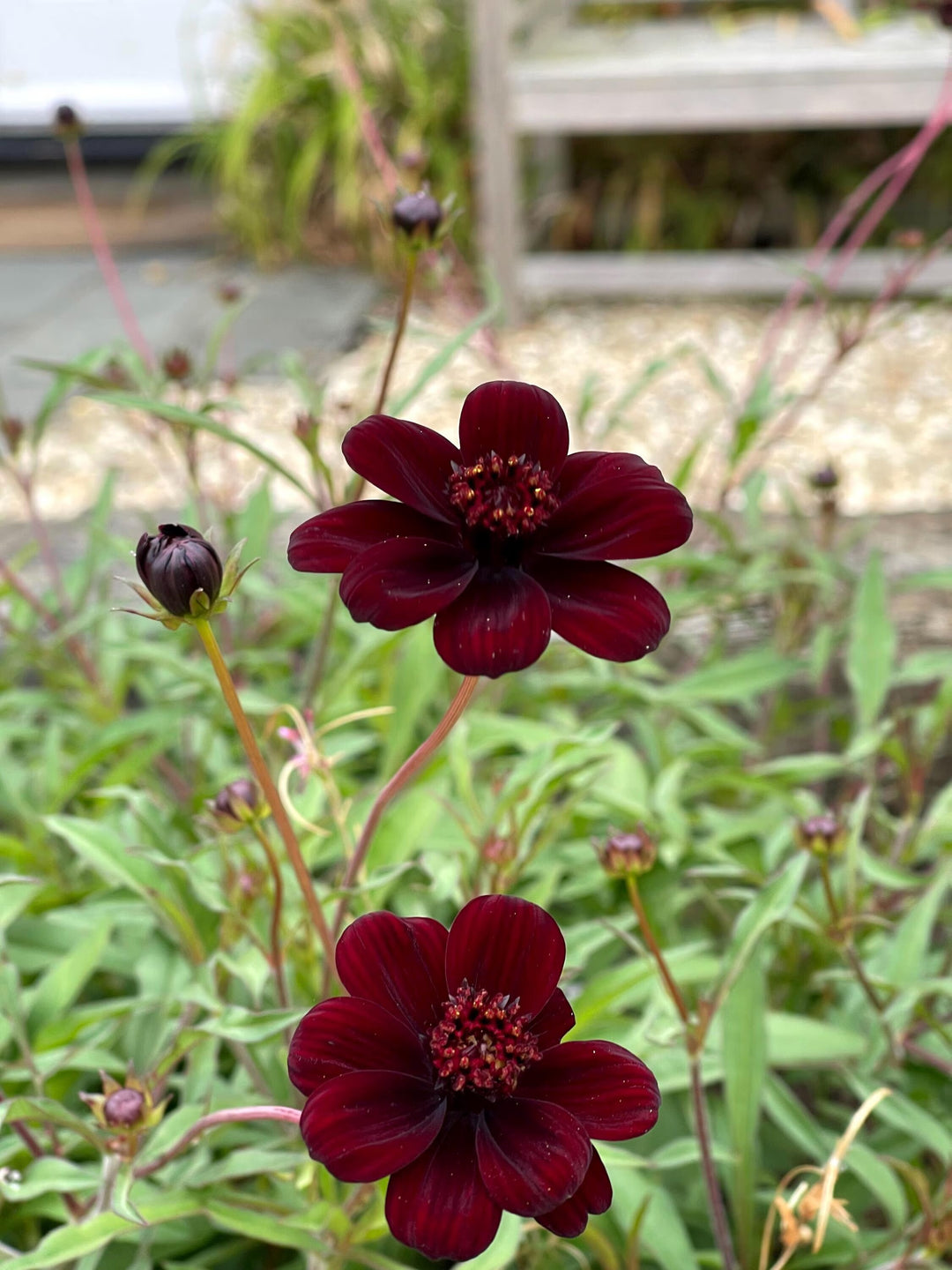 Maroon Cosmos Flower Seeds for Planting – Heirloom Non-GMO High Germination Seeds