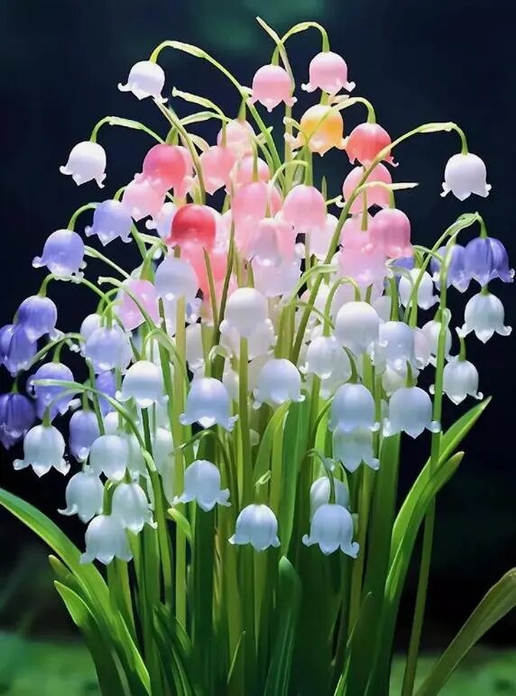 Lily of the Valley Flower Seeds Mixed – Heirloom, Non-GMO, High Germination Seeds