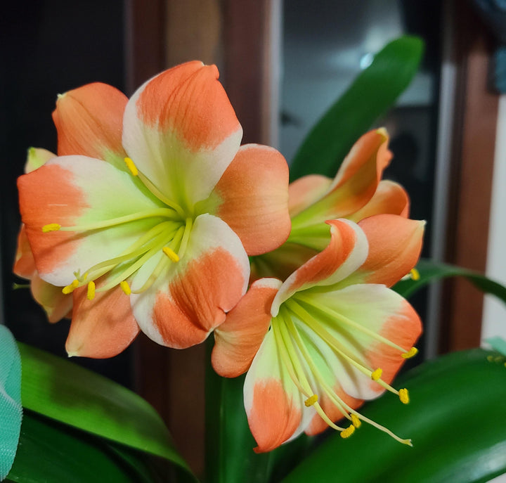 Green Orange Clivia Flower Seeds – Heirloom, Non-GMO, High Germination Seeds